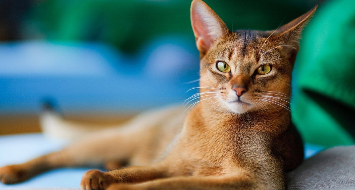 Ожирение у Абиссинской кошки