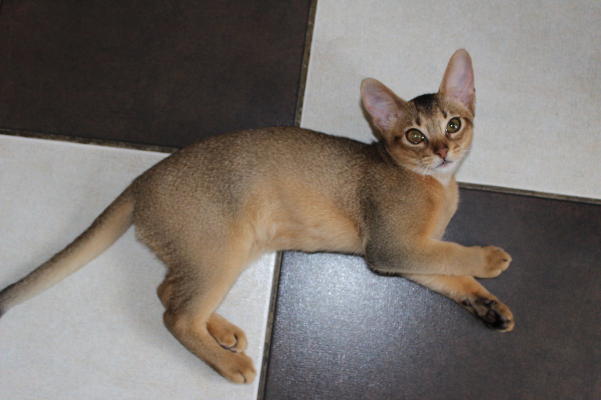 Толстый абиссинец