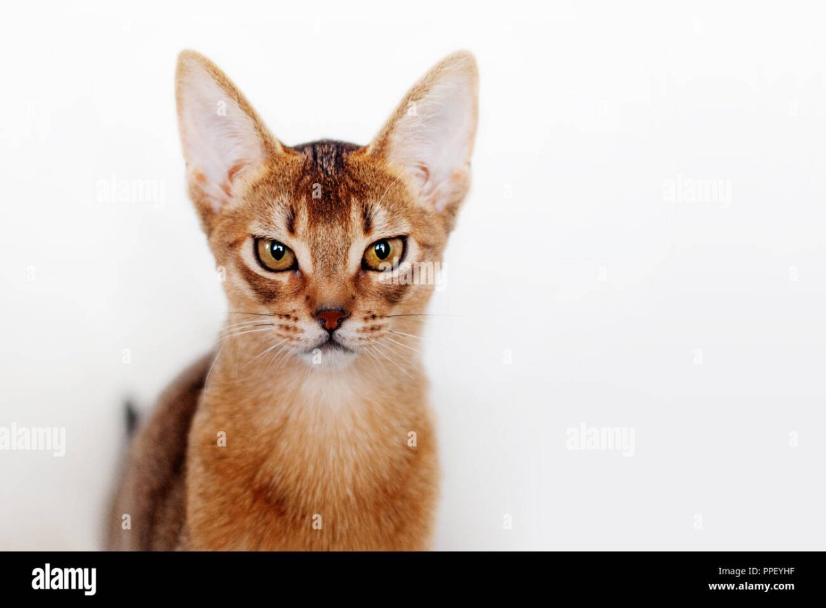 Способности диких кошек аудио