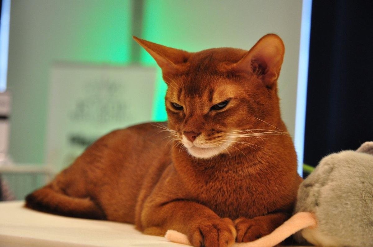 Абиссинская кошка характер достоинства