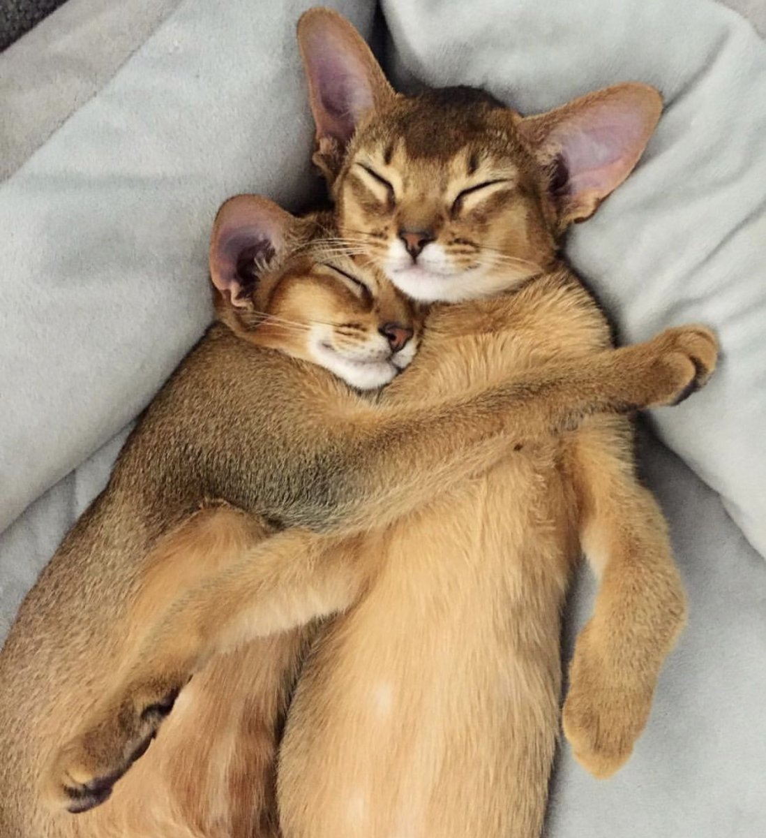 Абиссинская кошка гипоаллергенная