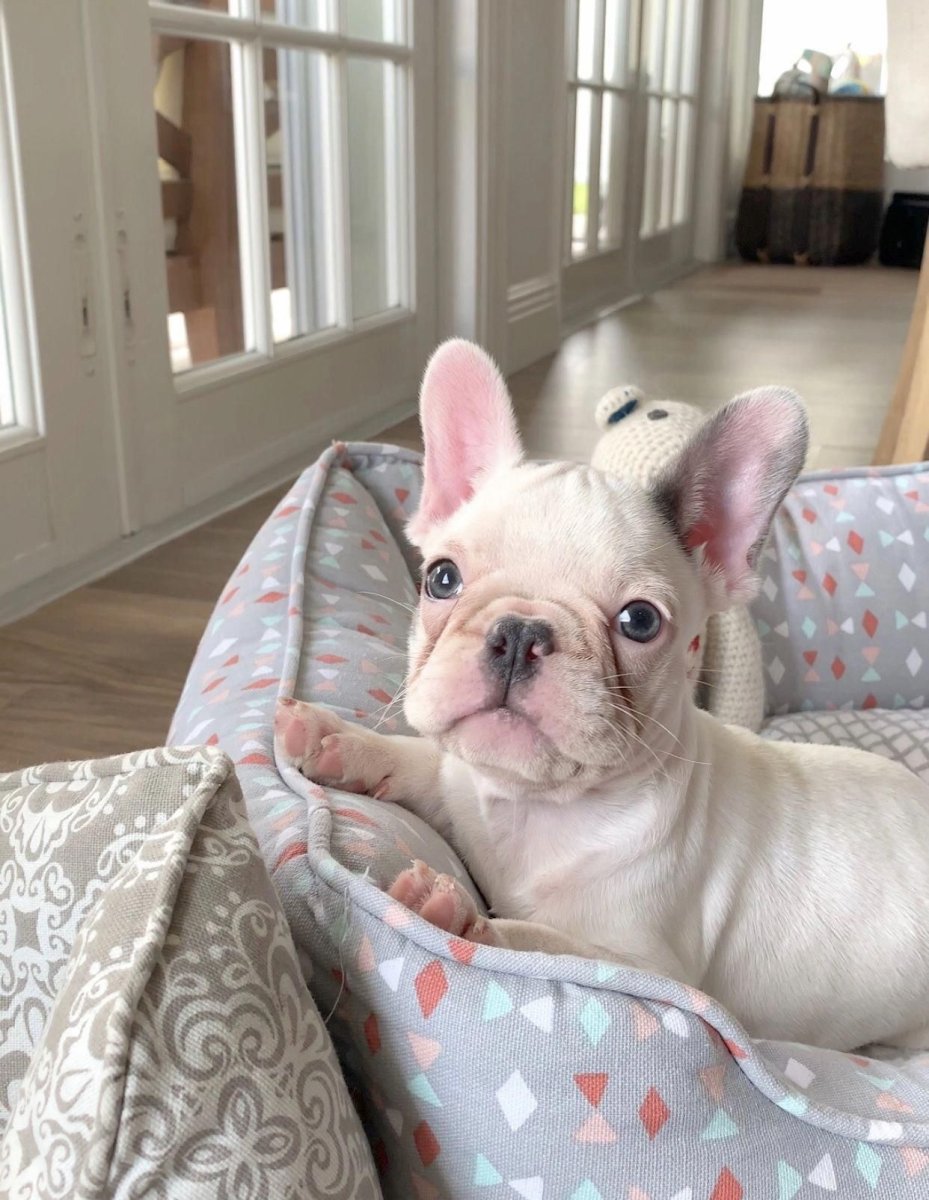 Французский бульдог Эстетика