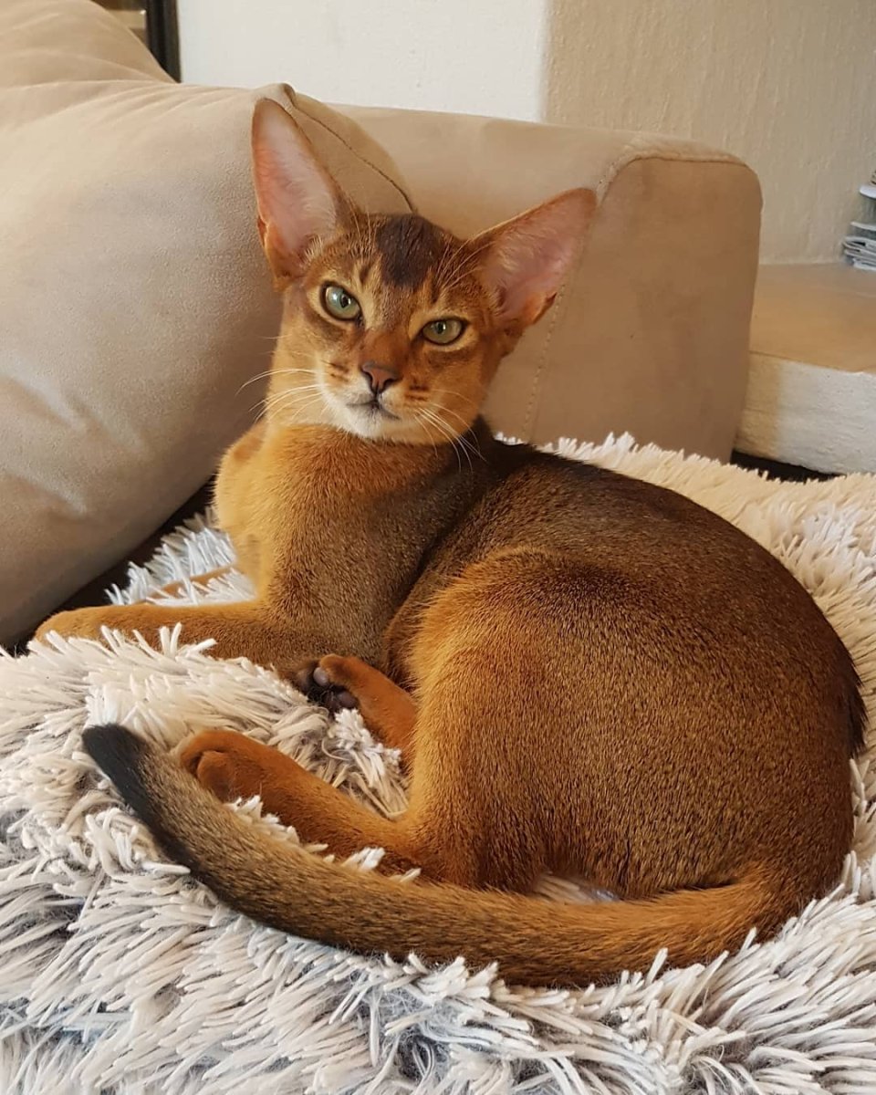Абиссинская кошка
