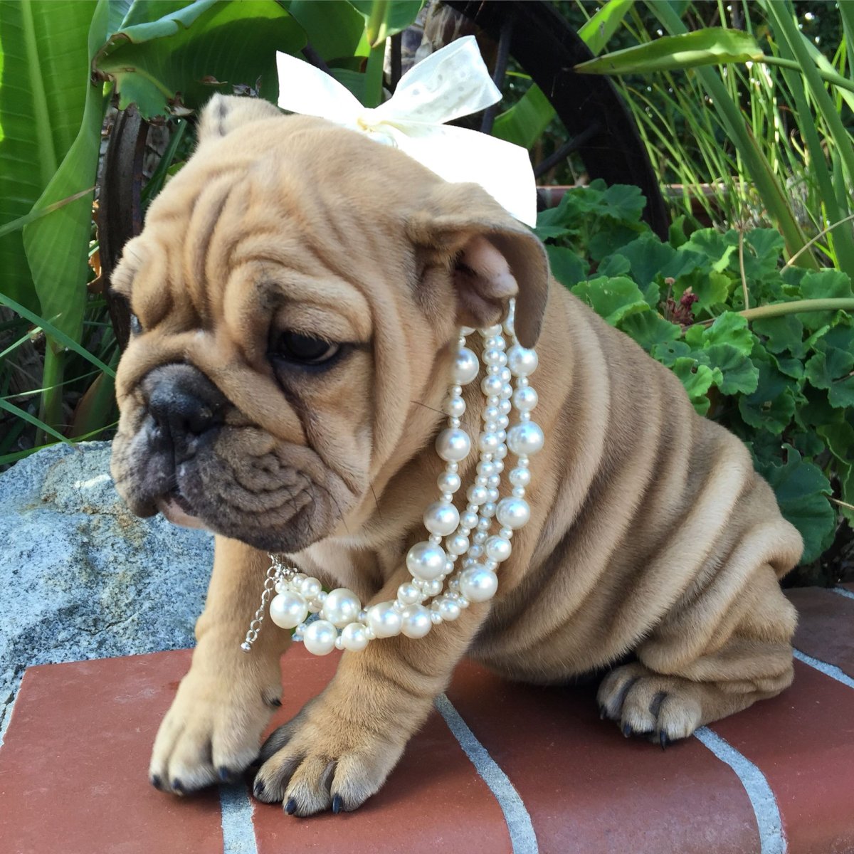 Французский бульдог Мерле мини