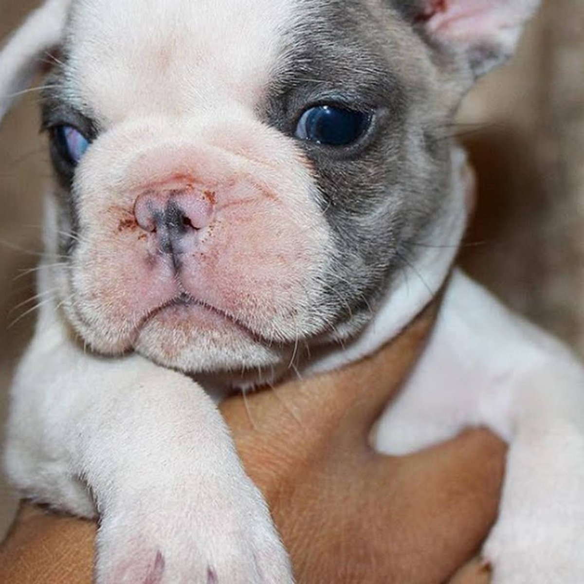 Бордер колли Зои