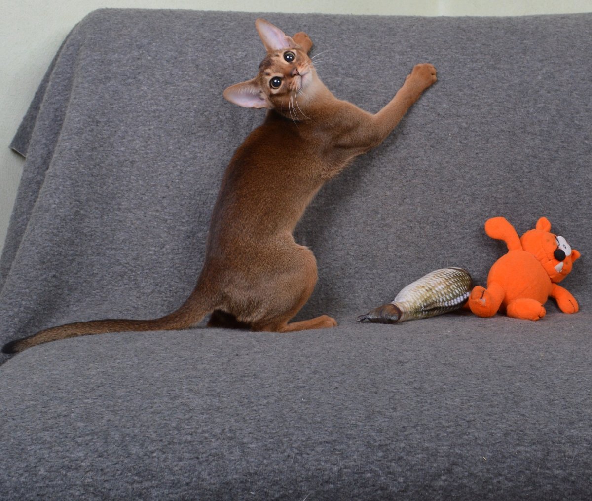 Абиссинская кошка дружелюбная