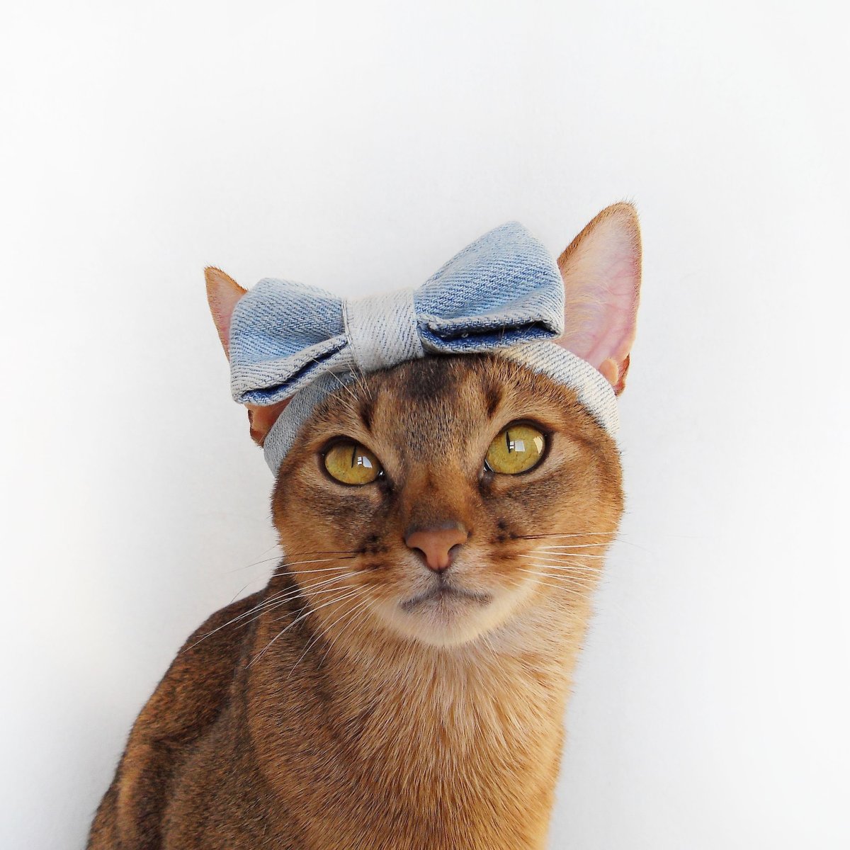 Толстый абиссинец