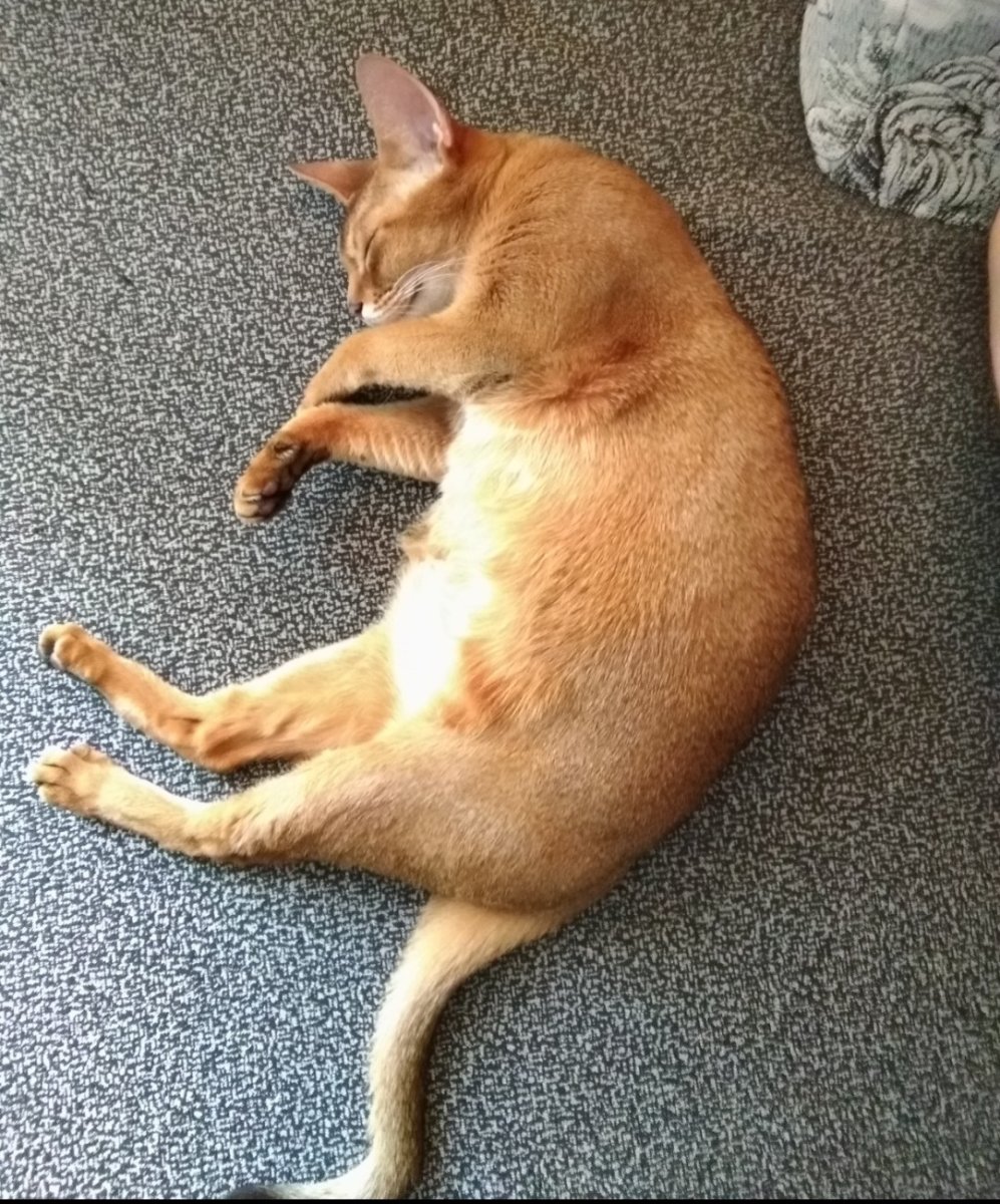 Мягкая игрушка Абиссинская кошка