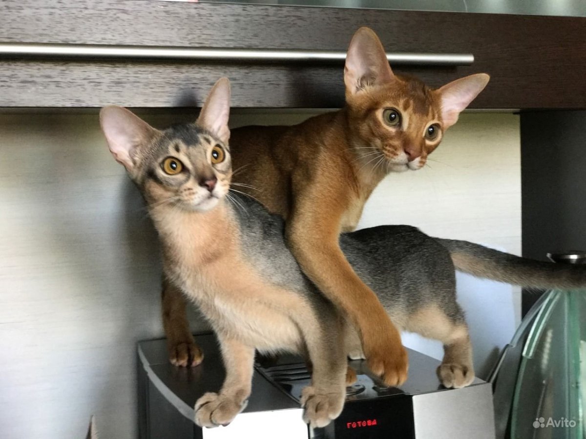 Абиссинские котята питомник Краснодар