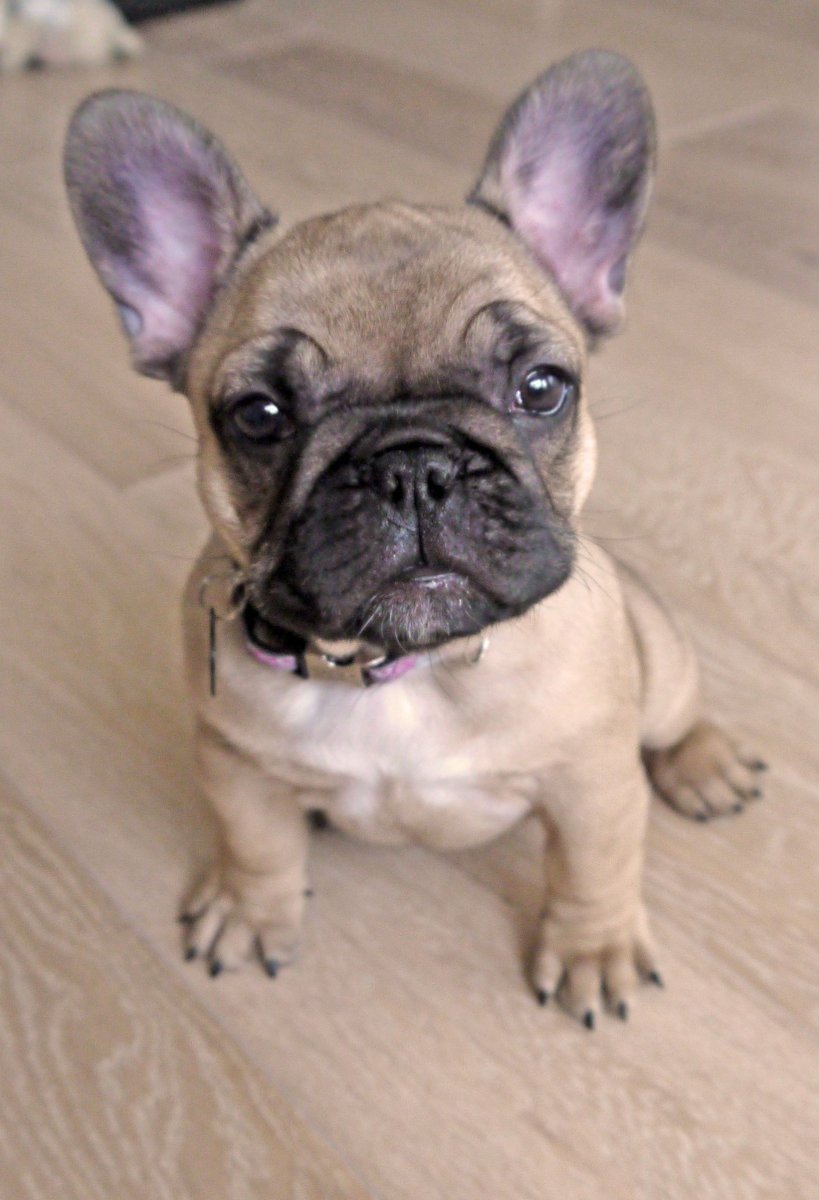 Смешные французские бульдоги