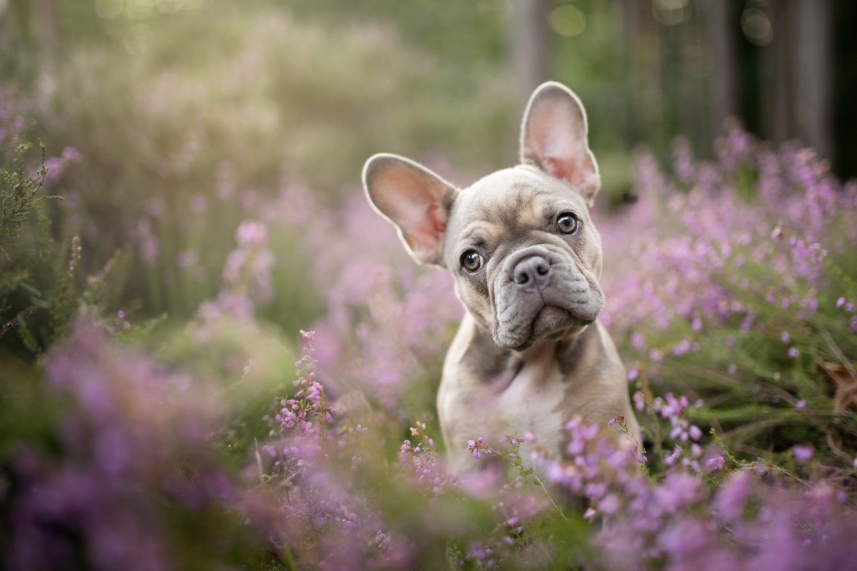 Французский бульдог бело-светло коричневый