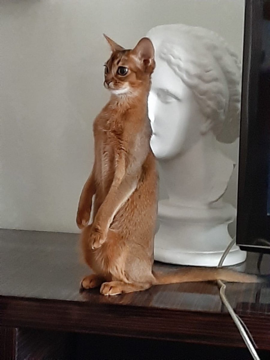 Абиссинская кошка