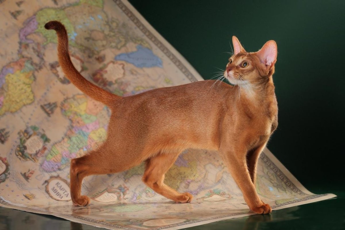 Саваж питомник абиссинских кошек