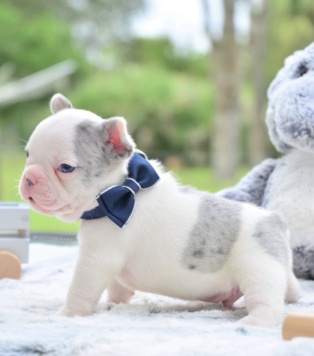 Радостный Мопс