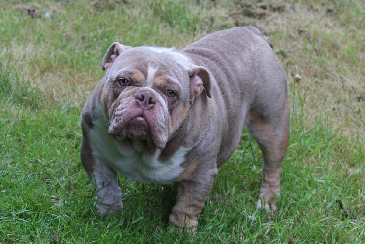 Милый щенок сохры