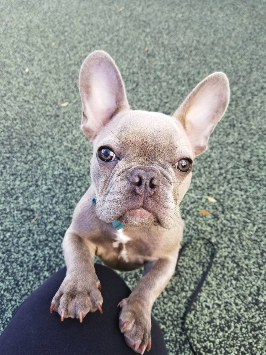 Лиловый фавн французский бульдог