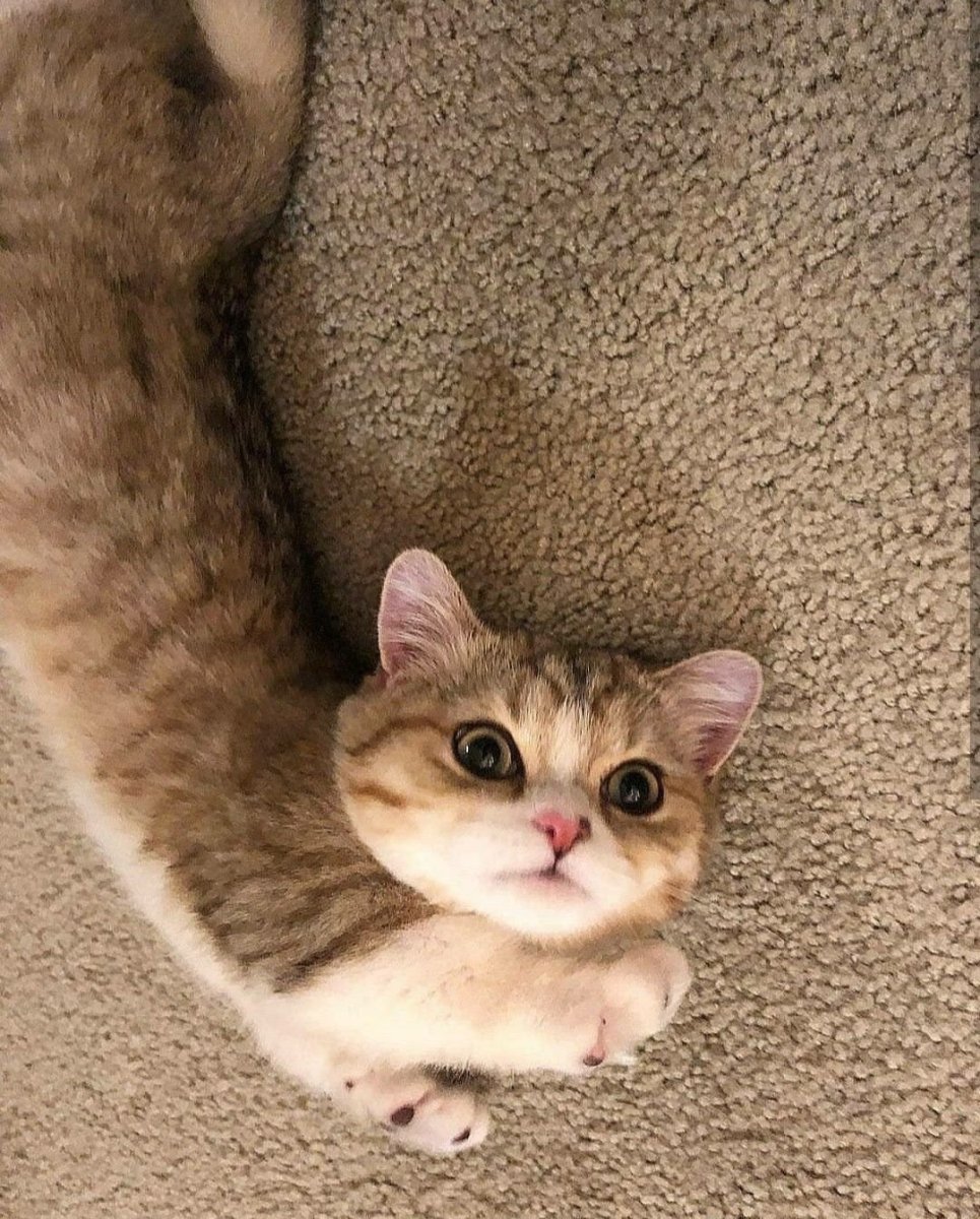 Манчкин (порода кошек)