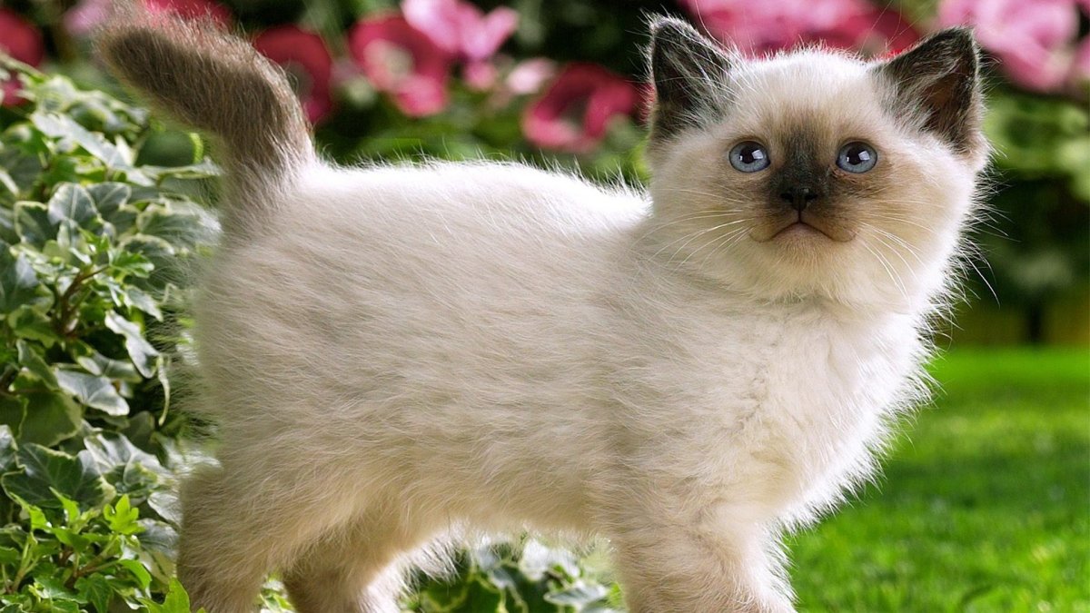 Британская шиншилла белая