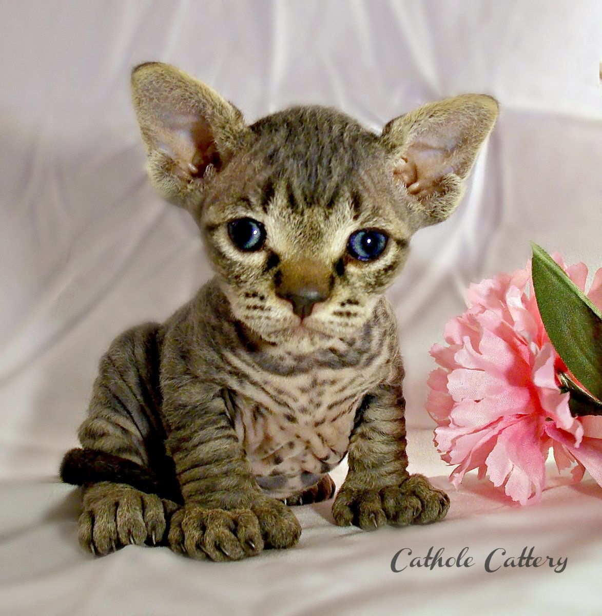 Девон рекс Минскин