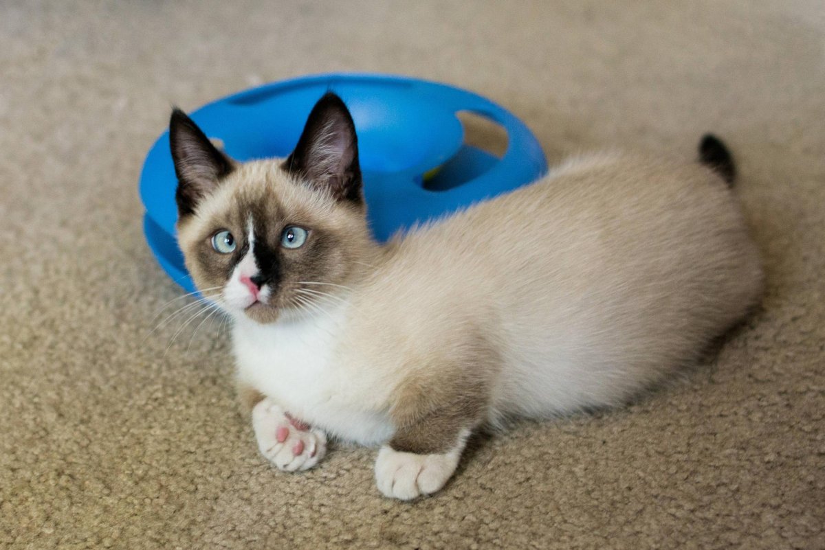 Коты породы Манчкин