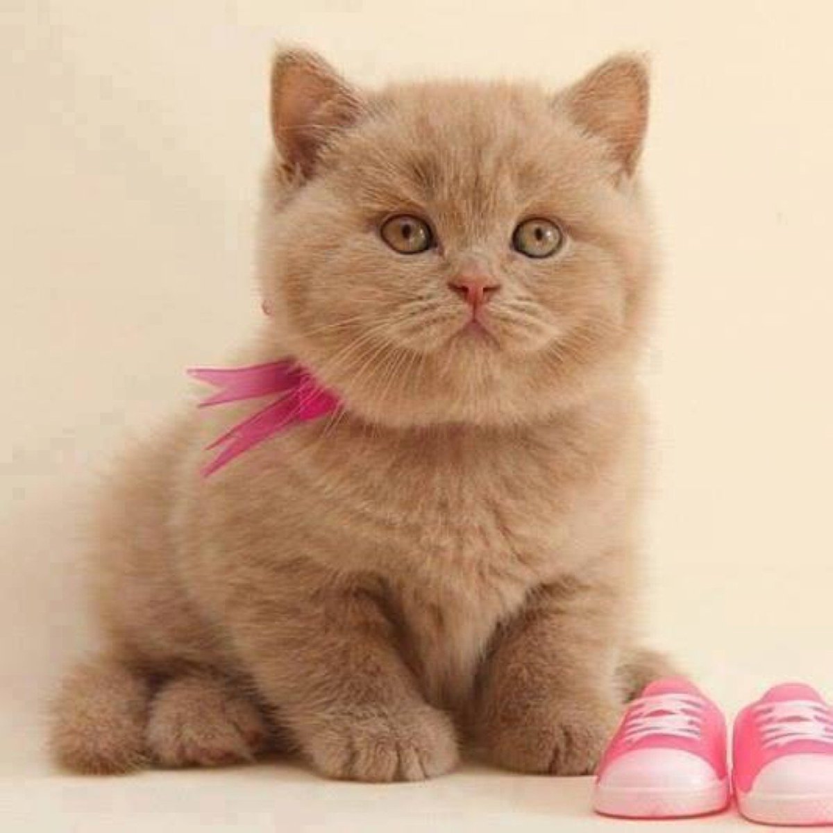 Карликовые британцы