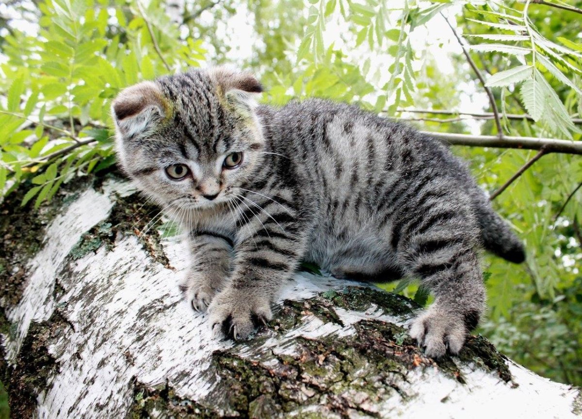 Карликовые котята