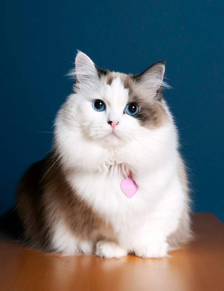 Бенгал тигровый окрас