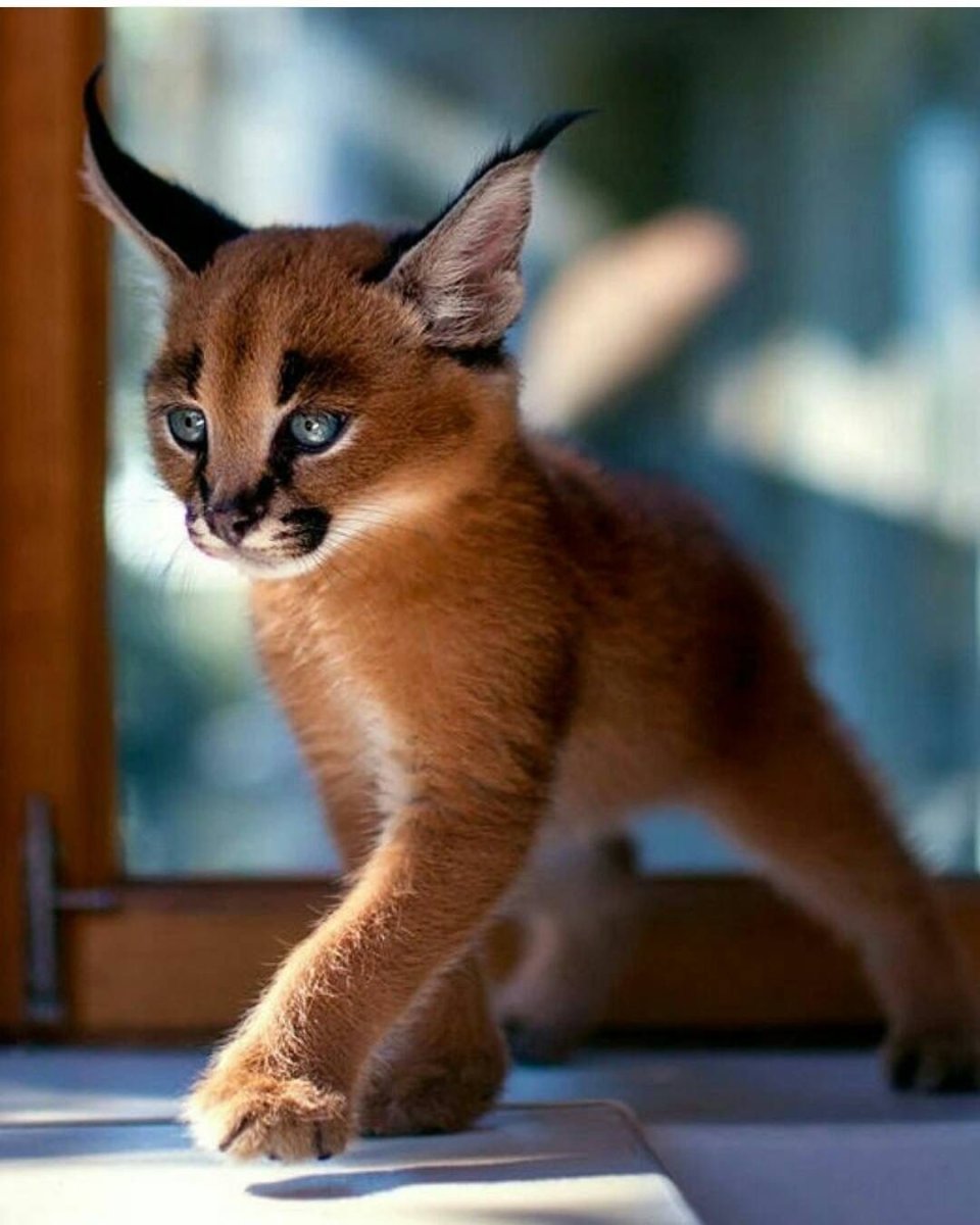 Манчкин табби кошка