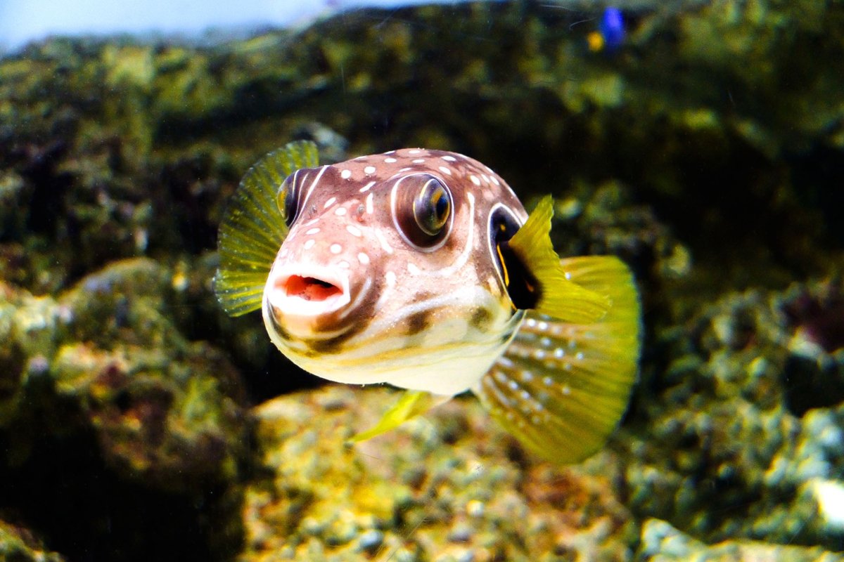 Аквариумная рыбка телескоп Звездочет