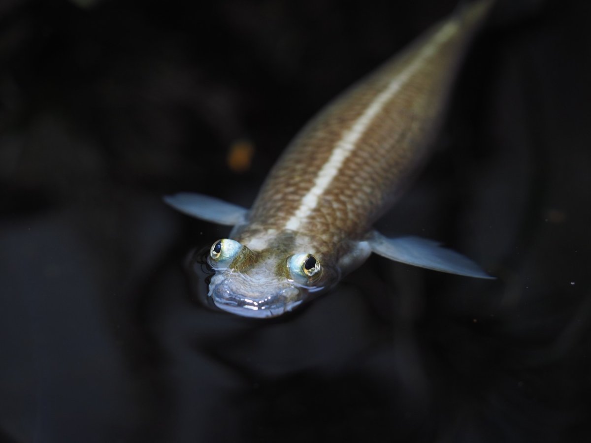 Рыба четырехглазка