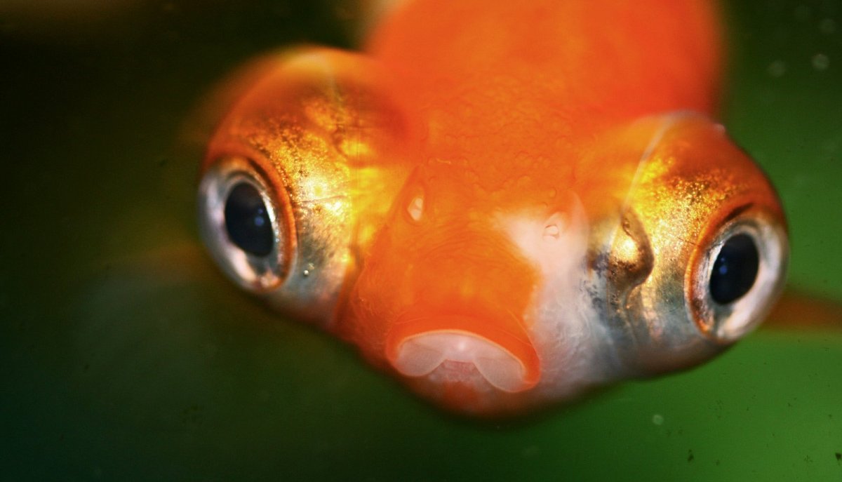 Четырёхглазая рыба бабочка