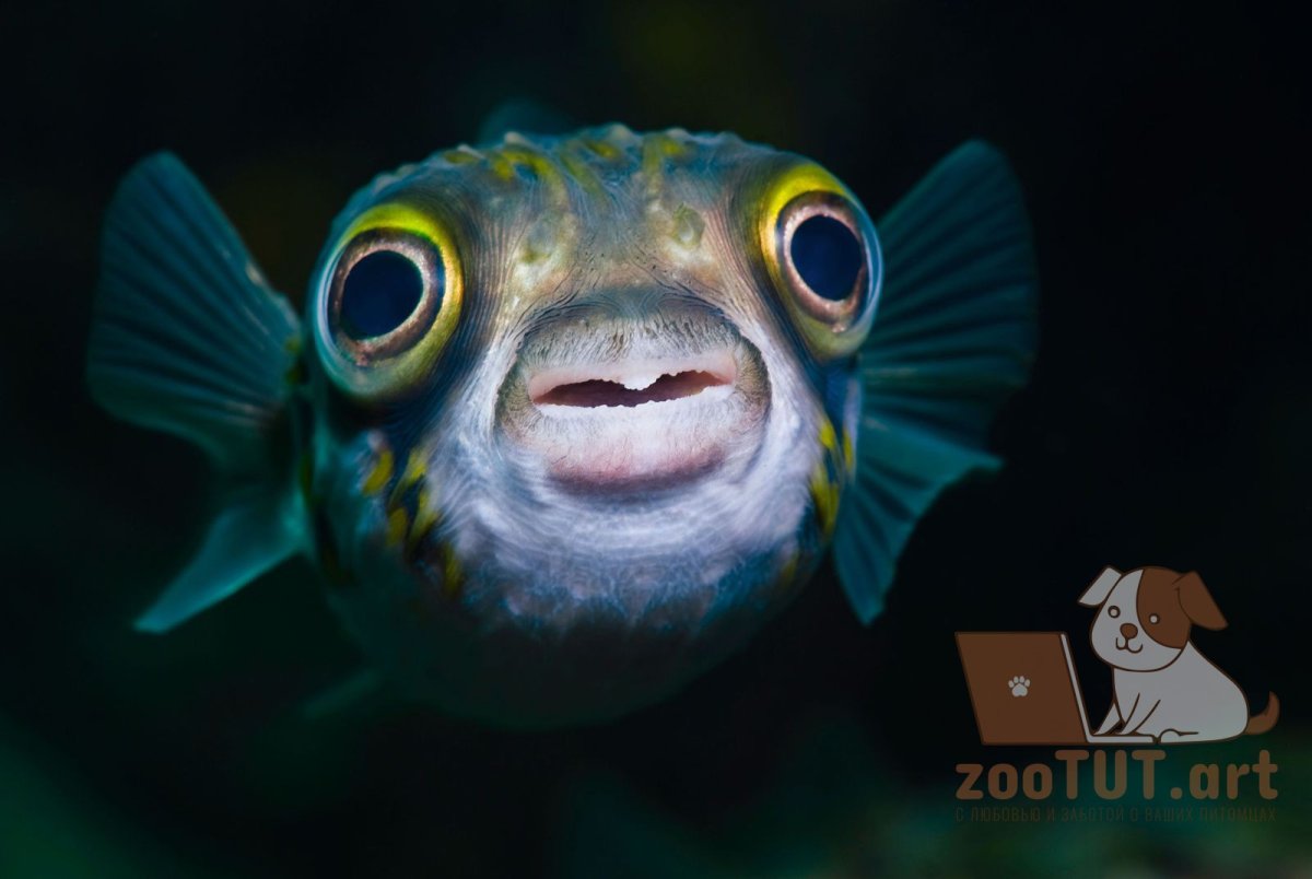 Barreleye Fish рыба