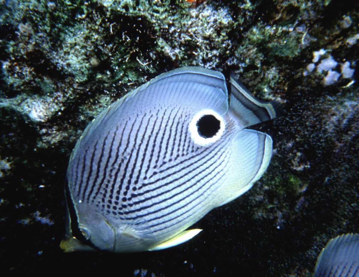 Chaetodon capistratus