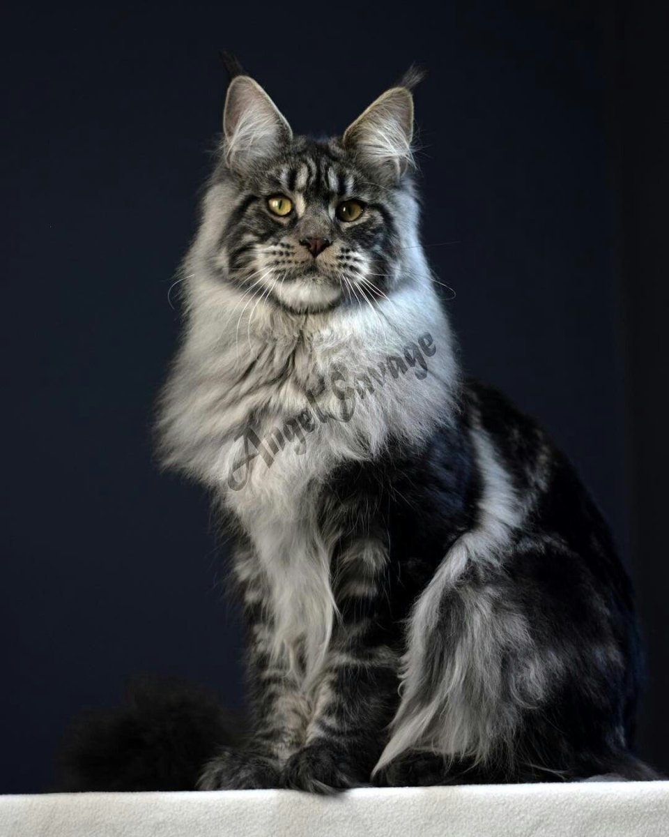 Мейн кун черный мрамор