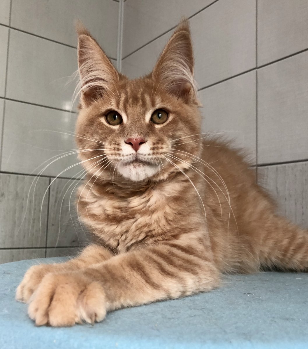 Камышовый Мейн кун