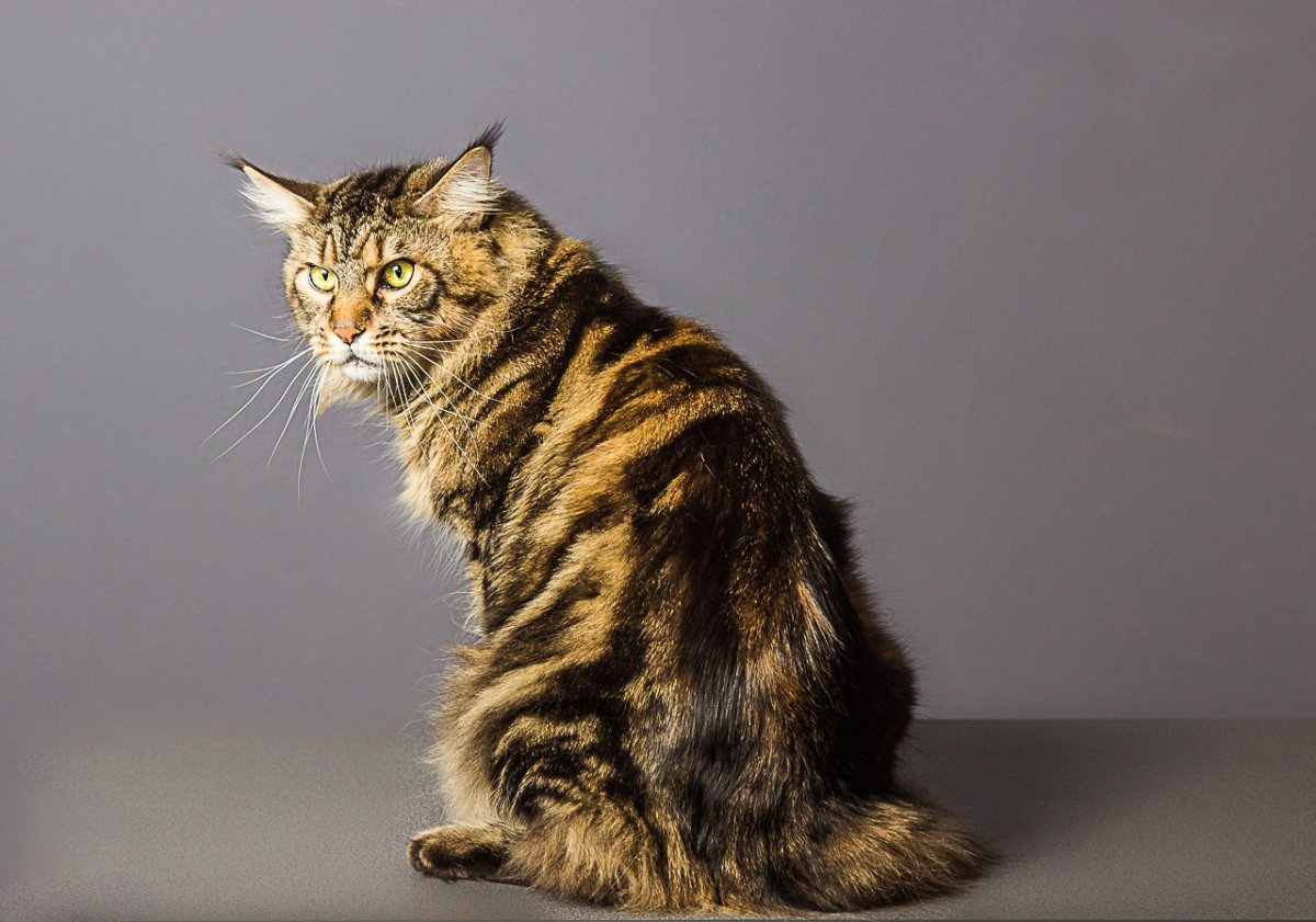 Мейн кун Браун табби