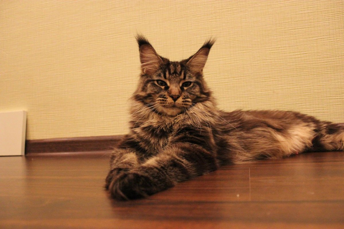 Полосатый кот Мейн кун