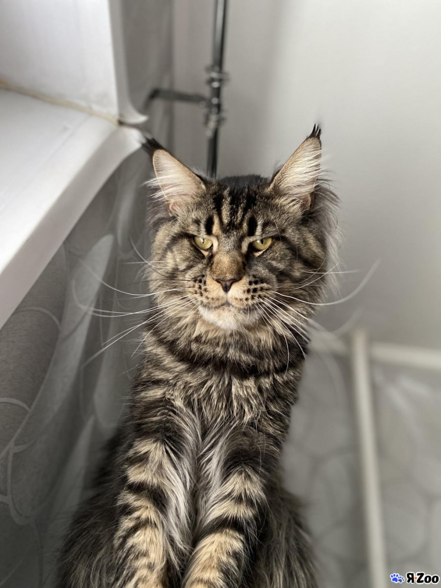 Камышовый Мейн кун