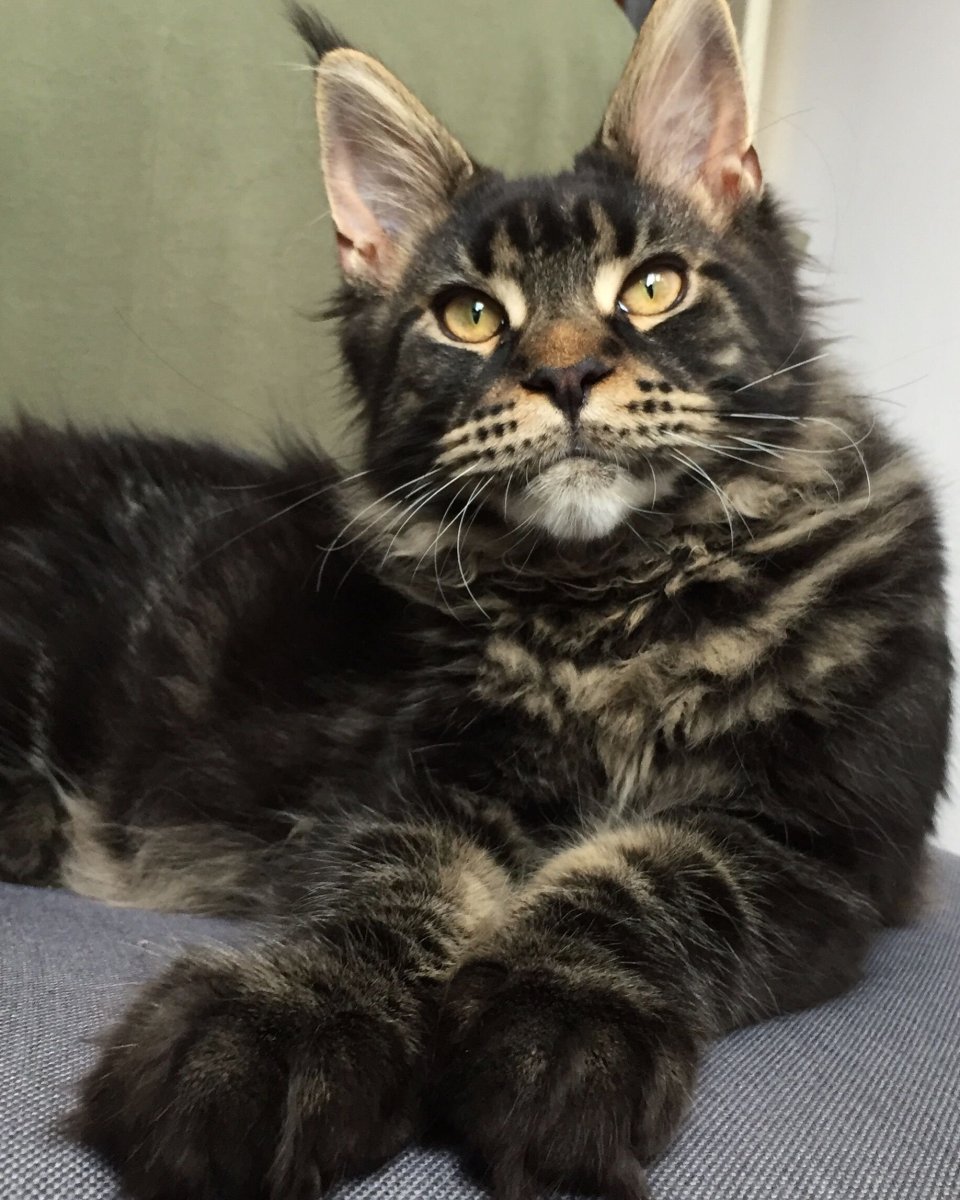 Мейн кун черный табби