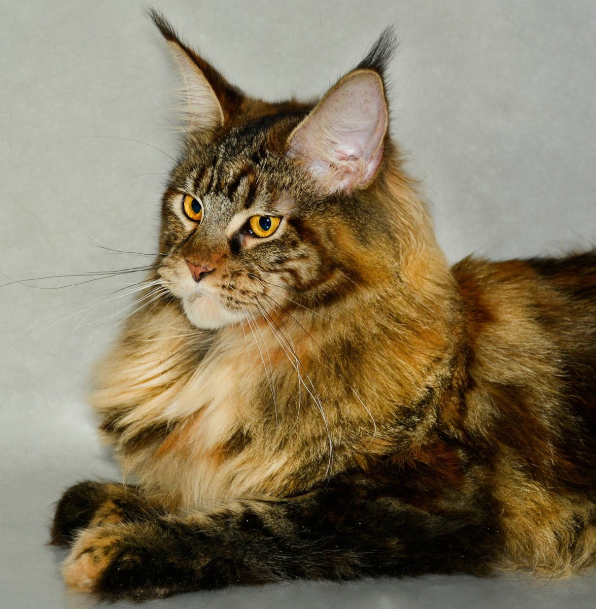 Мейн кун тигровый