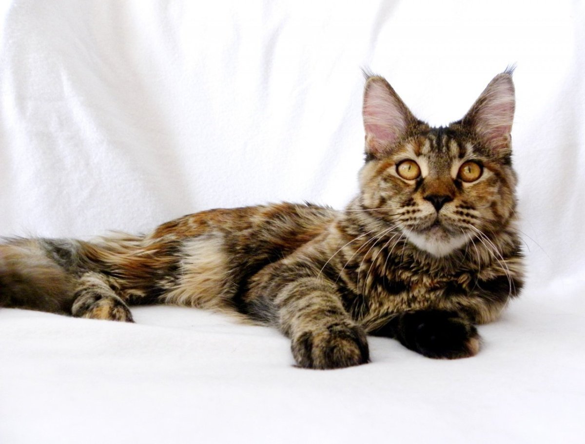 Мейн кун черный тигровый