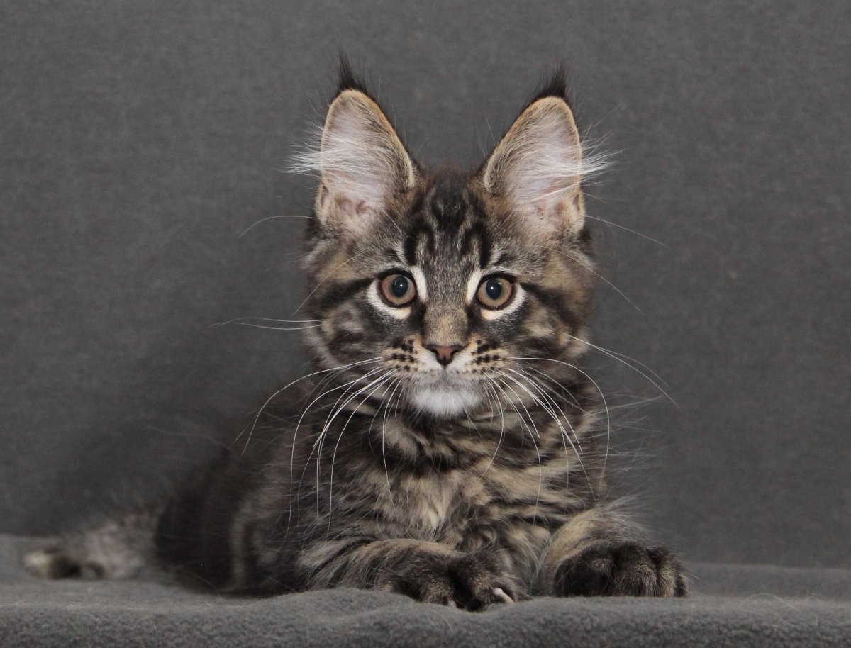 Мейн кун табби