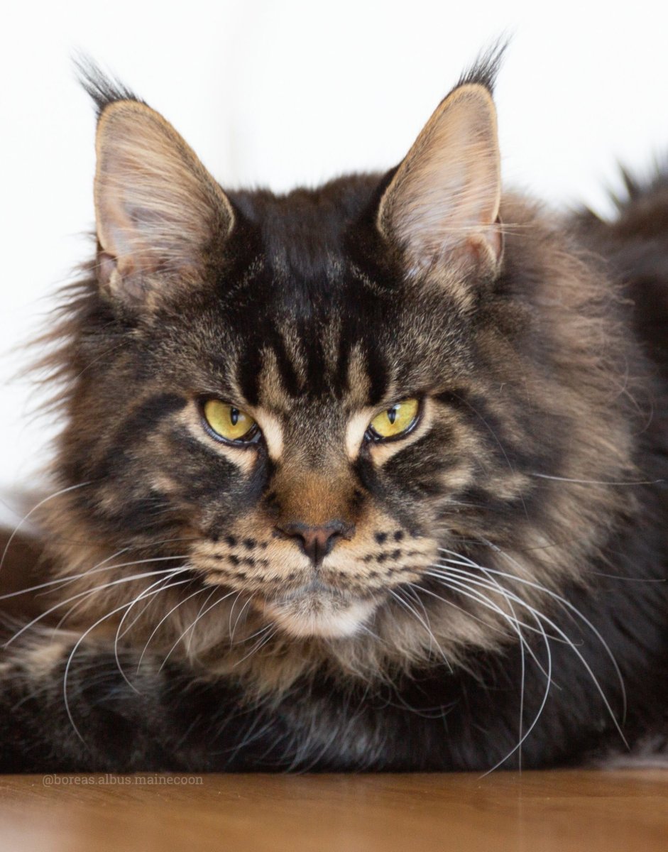 Мейн кун тигровый