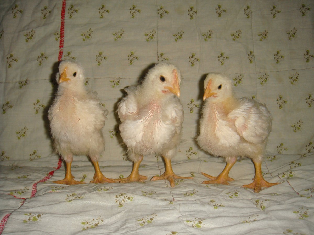 Куры Геркулес цыплята