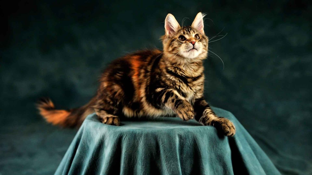 Киттен Мейн кун