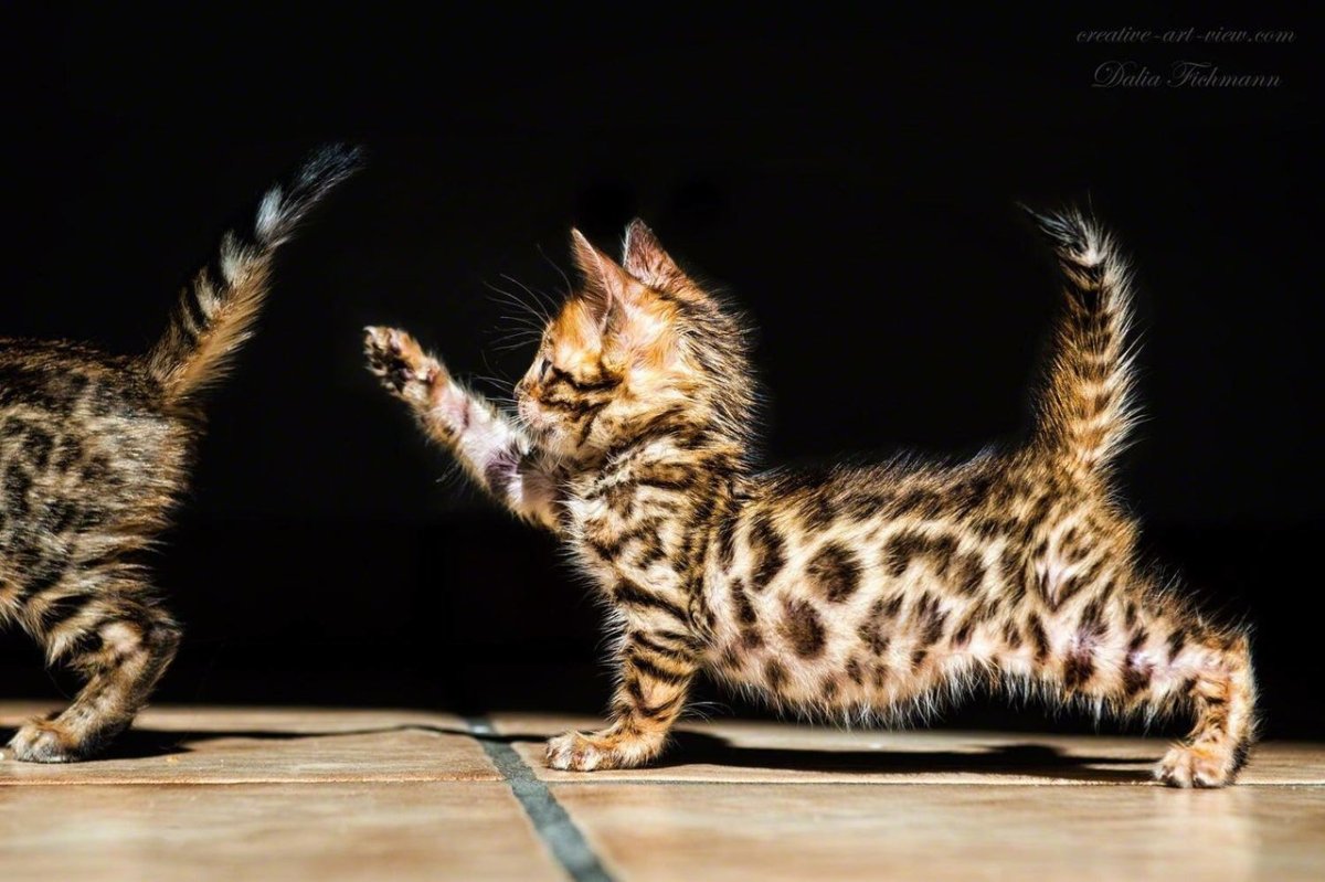 Бенгальская кошка