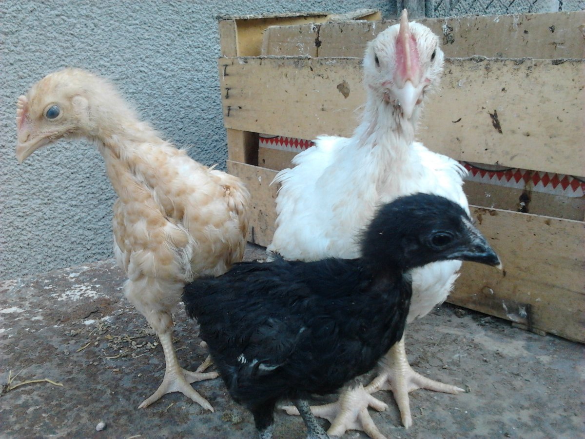 Петух Геркулес