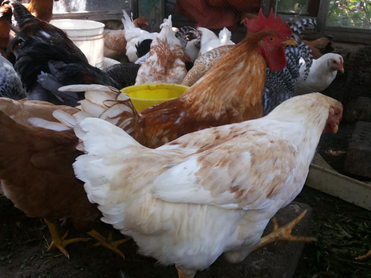 Куры Геркулес