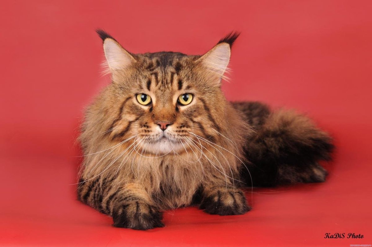 Мейн кун тигровый