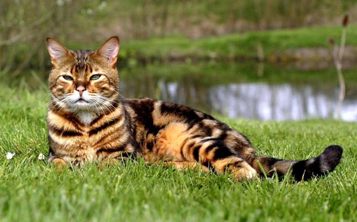 Бенгальский кот